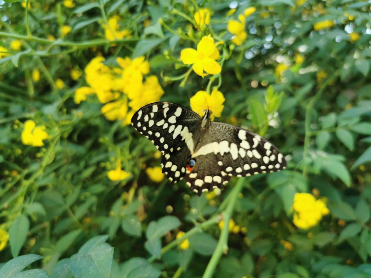 The Yellow Butterfly Vereeniging Zewnętrze zdjęcie